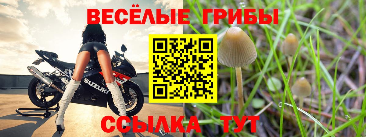 Галлюциногенные грибы Psilocybe Кузнецк